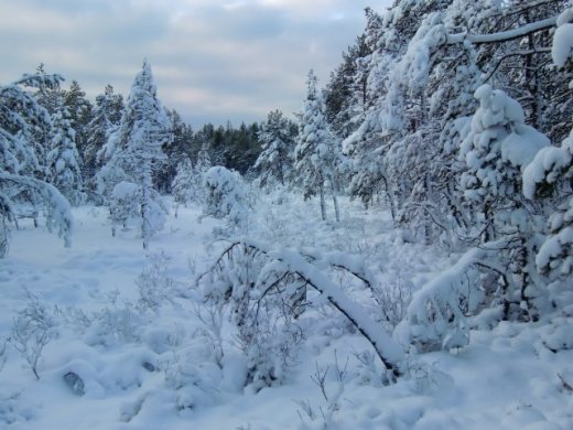Vintern gjorde ett kort besök och skrudade skogen vit och grann........